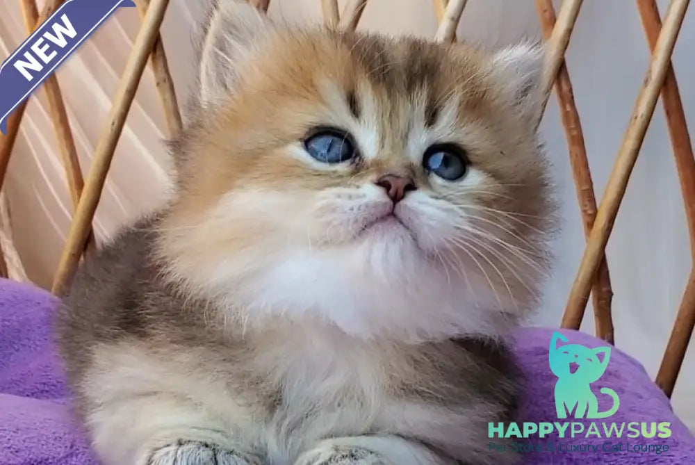 Zephir British Longhair male black golden ticked tabby - live animals