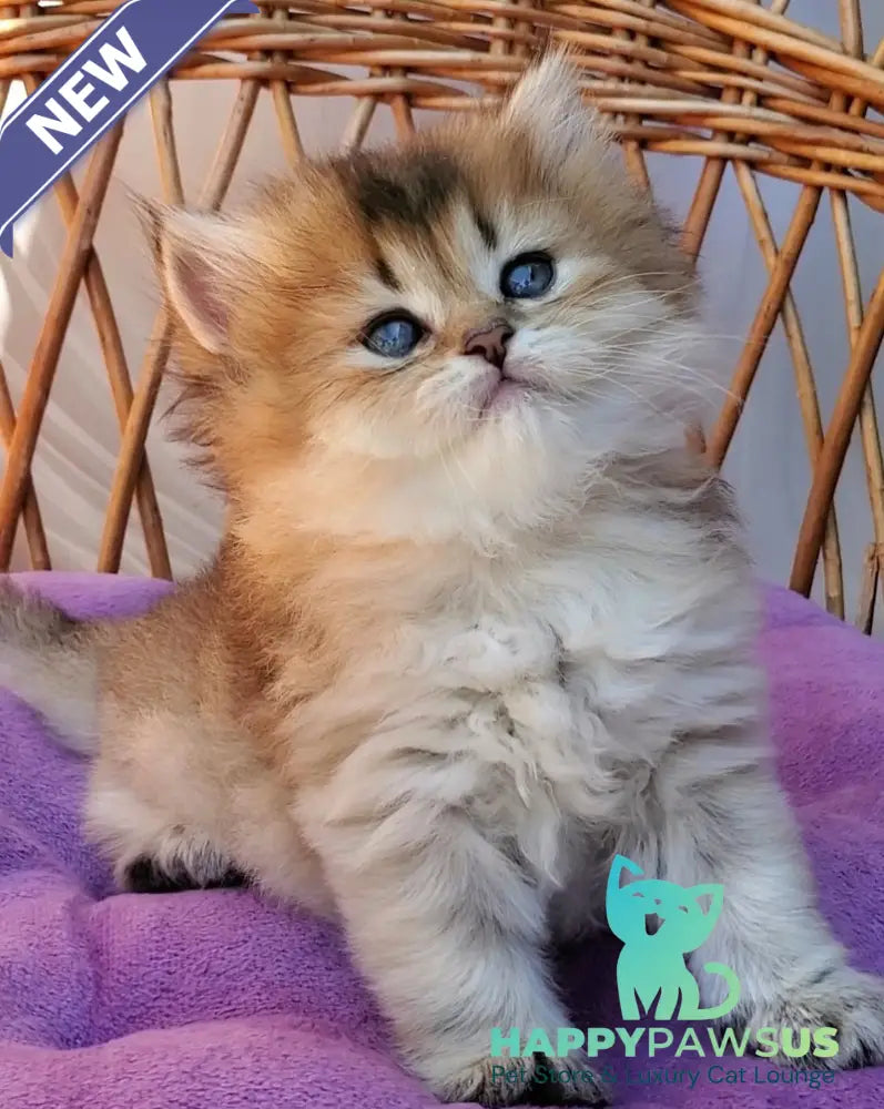 Zephir British Longhair male black golden ticked tabby - live animals
