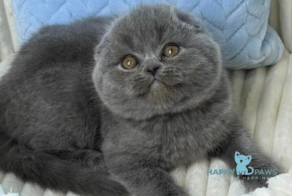 Zephir Scottish Fold male blue live animals