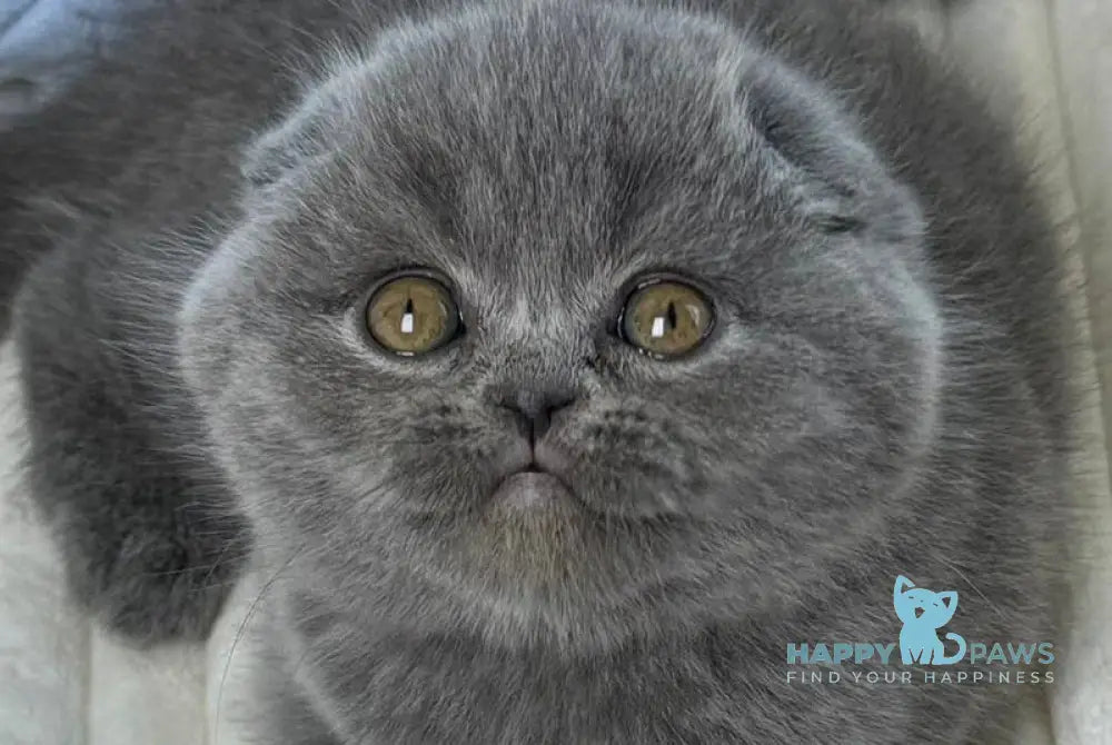 Zephir Scottish Fold male blue live animals
