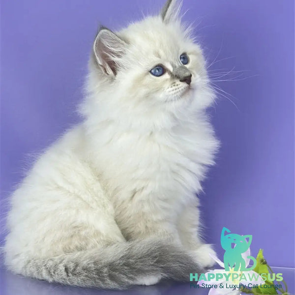 Zephire Siberian male blue tabby pointed with white - live animals