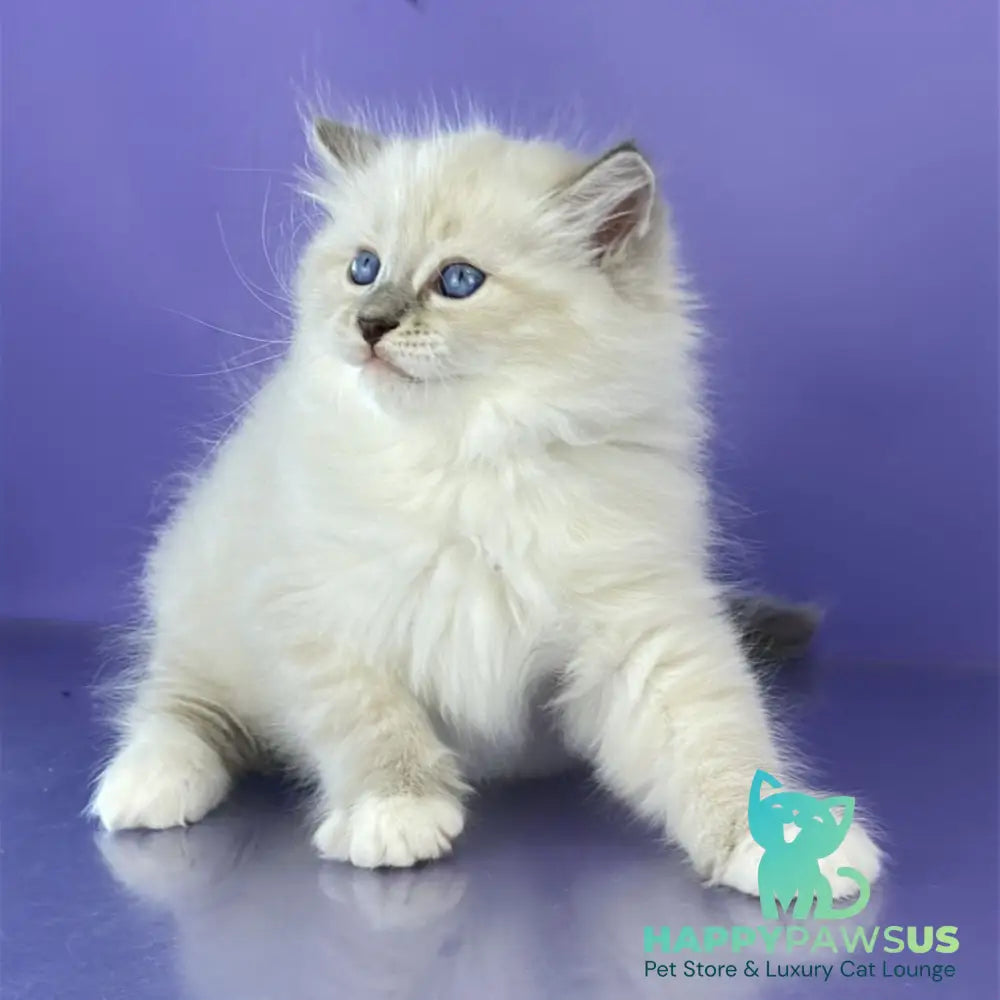 Zephire Siberian male blue tabby pointed with white - live animals