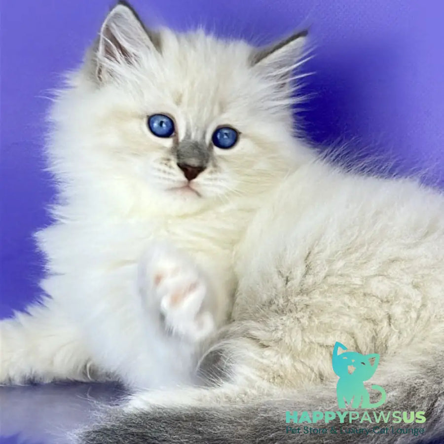 Zephire Siberian male blue tabby pointed with white - live animals