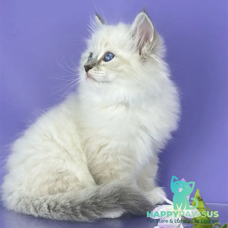 Zephire Siberian male blue tabby pointed with white - live animals