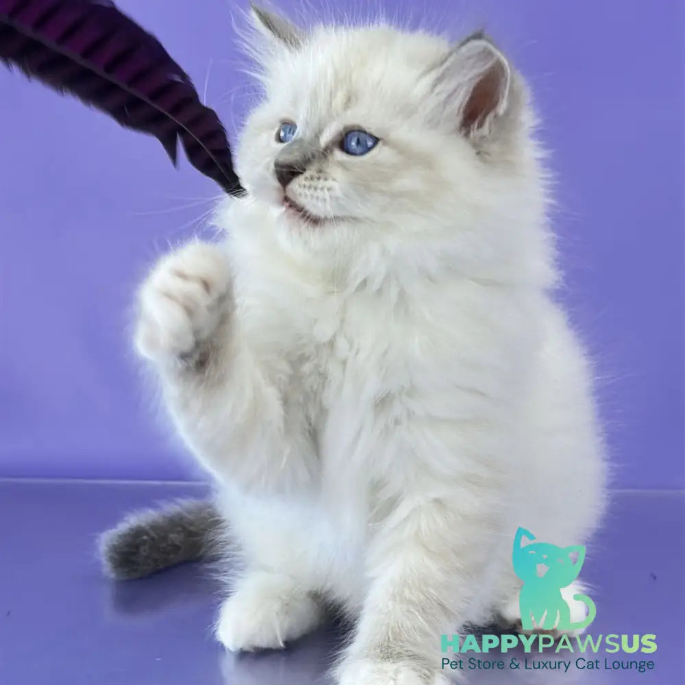 Zephire Siberian male blue tabby pointed with white - live animals