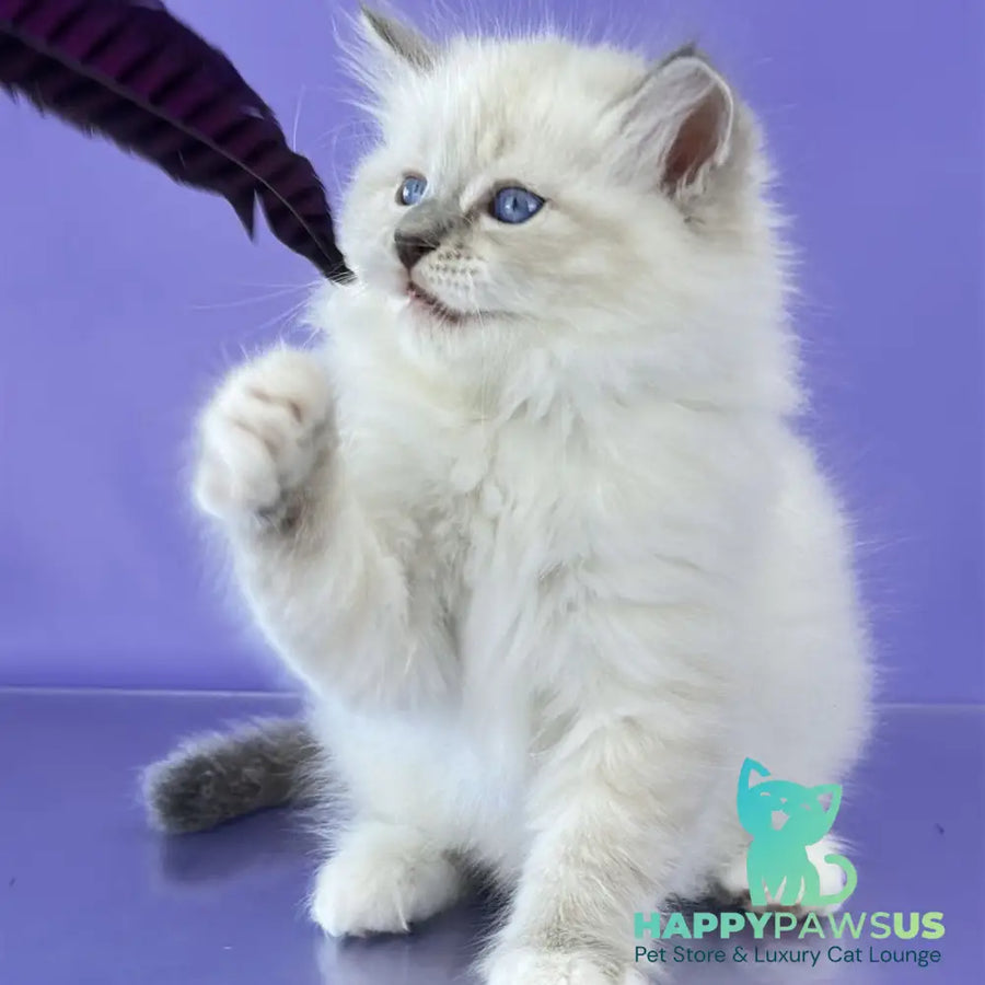 Zephire Siberian male blue tabby pointed with white - live animals