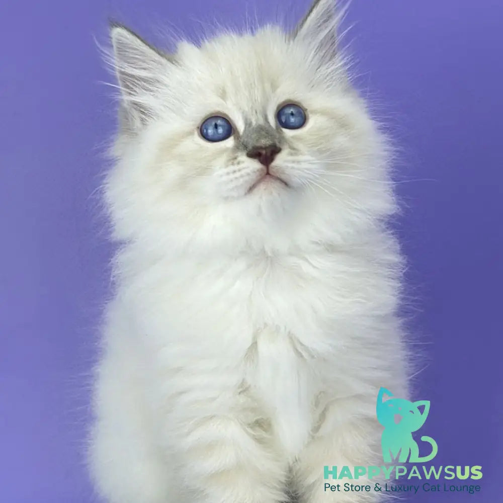 Zephire Siberian male blue tabby pointed with white - live animals