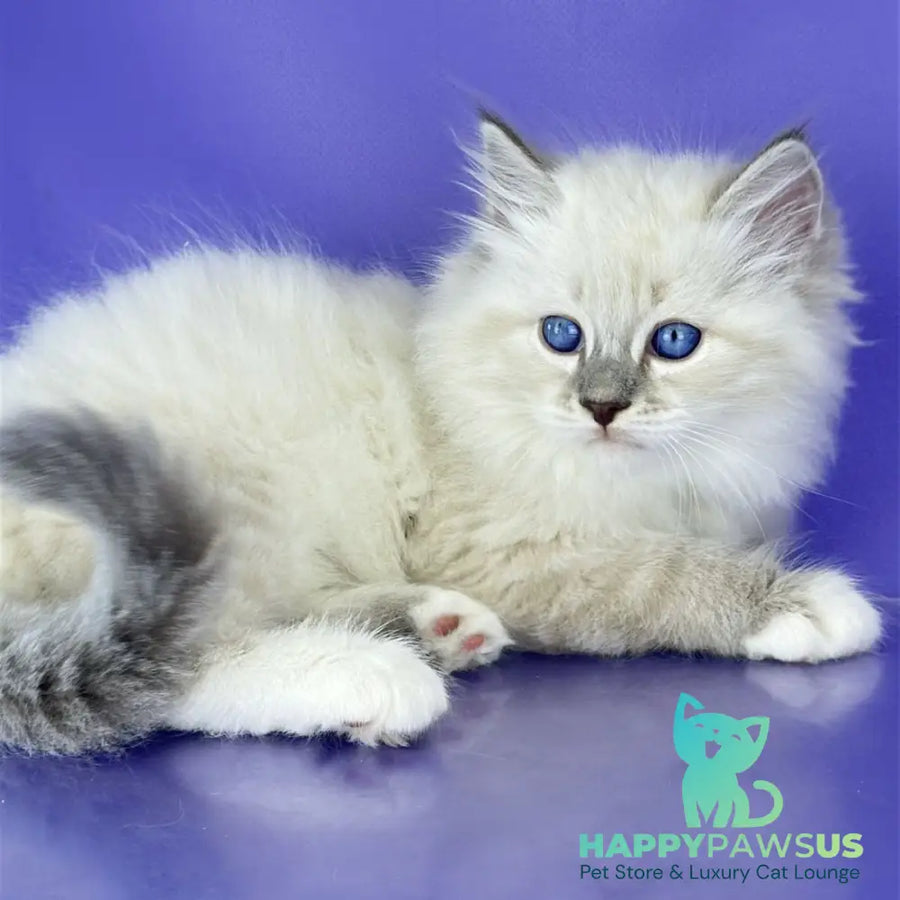 Zephire Siberian male blue tabby pointed with white - live animals