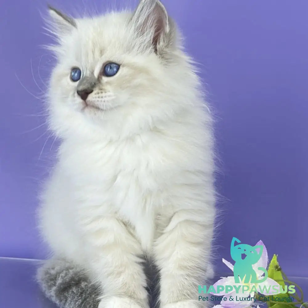 Zephire Siberian male blue tabby pointed with white - live animals