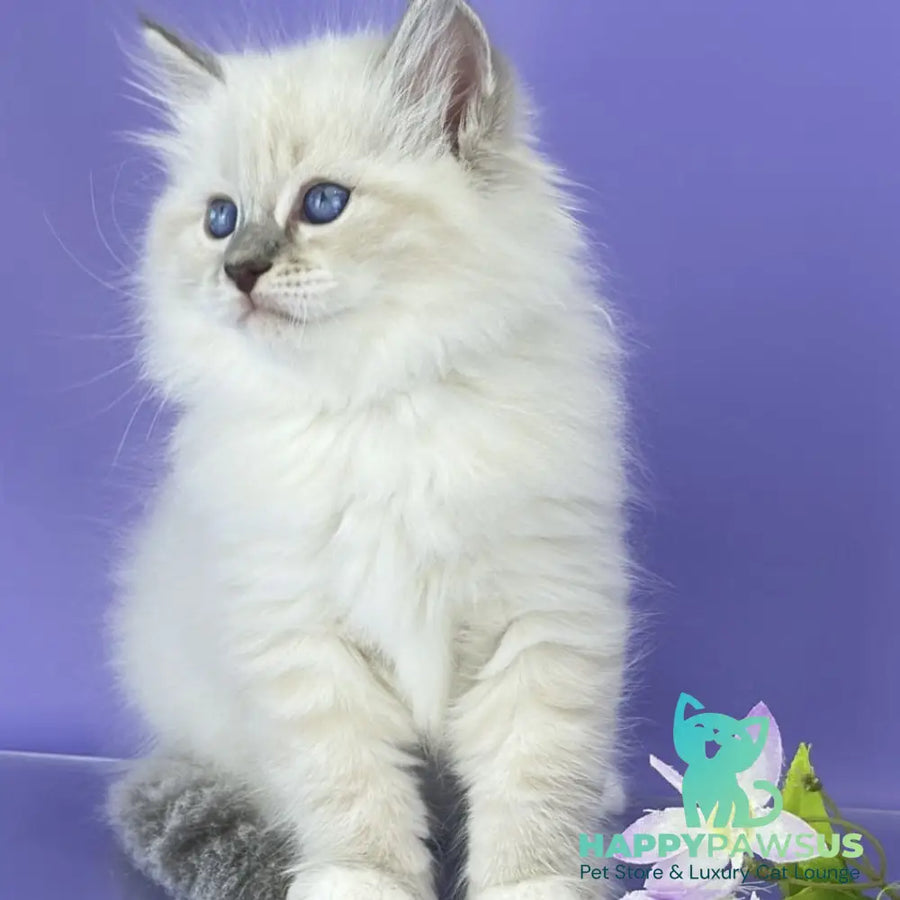Zephire Siberian male blue tabby pointed with white - live animals