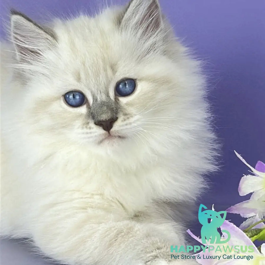 Zephire Siberian male blue tabby pointed with white - live animals
