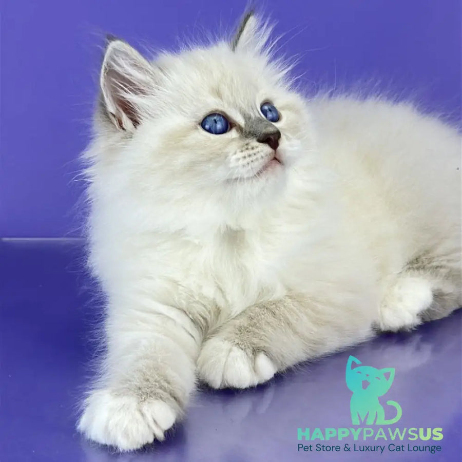Zephire Siberian male blue tabby pointed with white - live animals