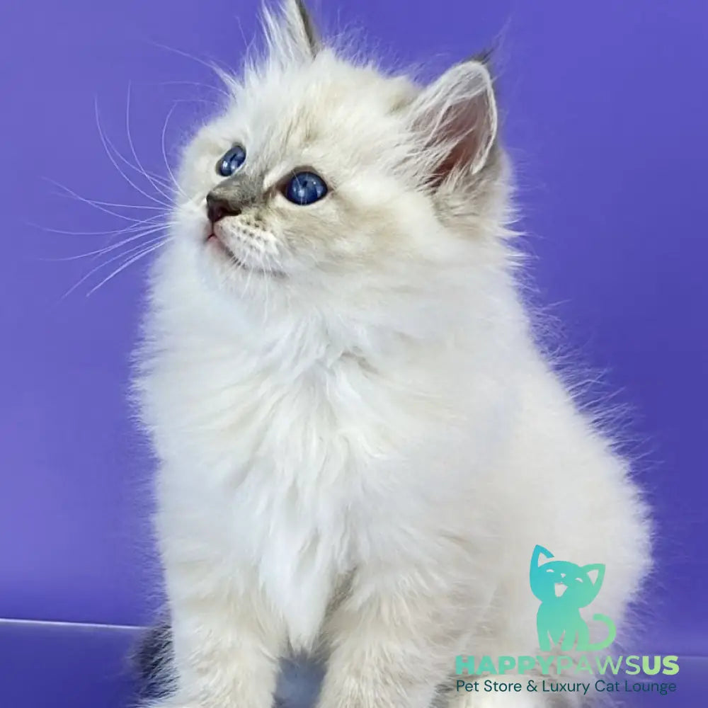 Zephire Siberian male blue tabby pointed with white - live animals