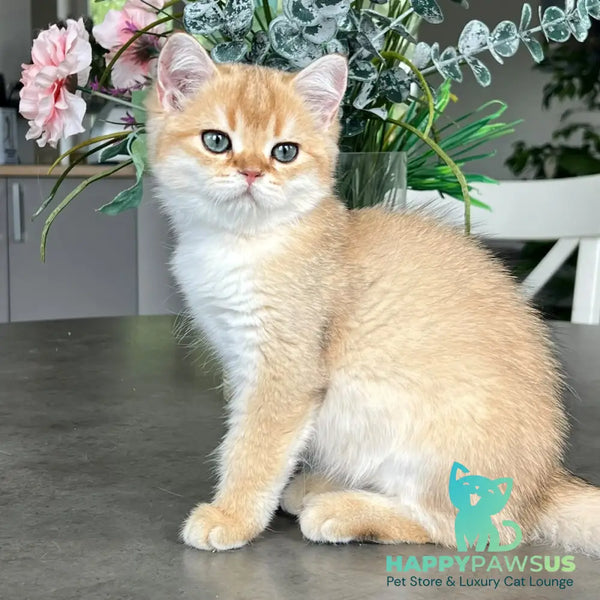 Zephyr British Longhair male black golden shaded - live animals