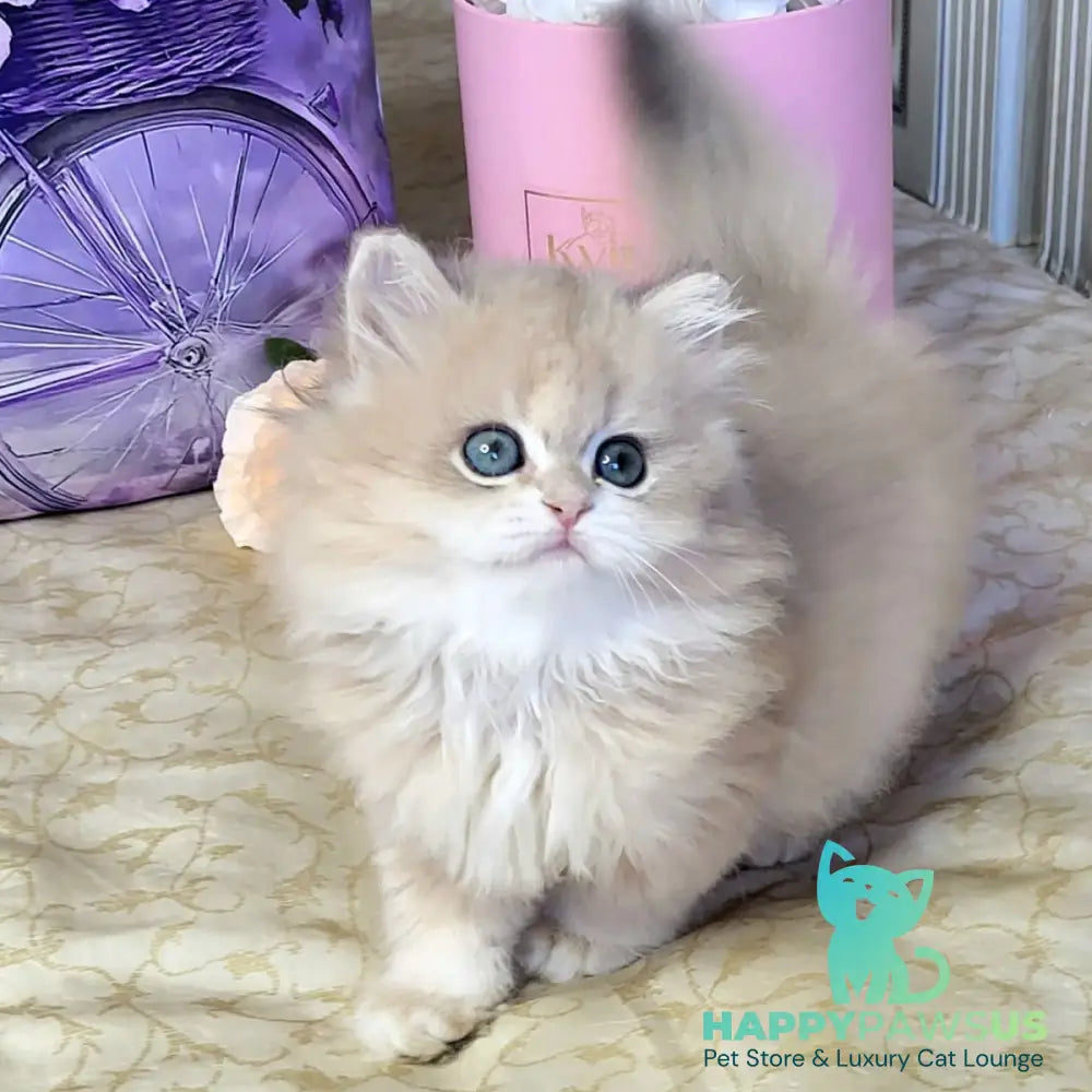 Zephyr British Longhair male blue golden chinchilla - live animals