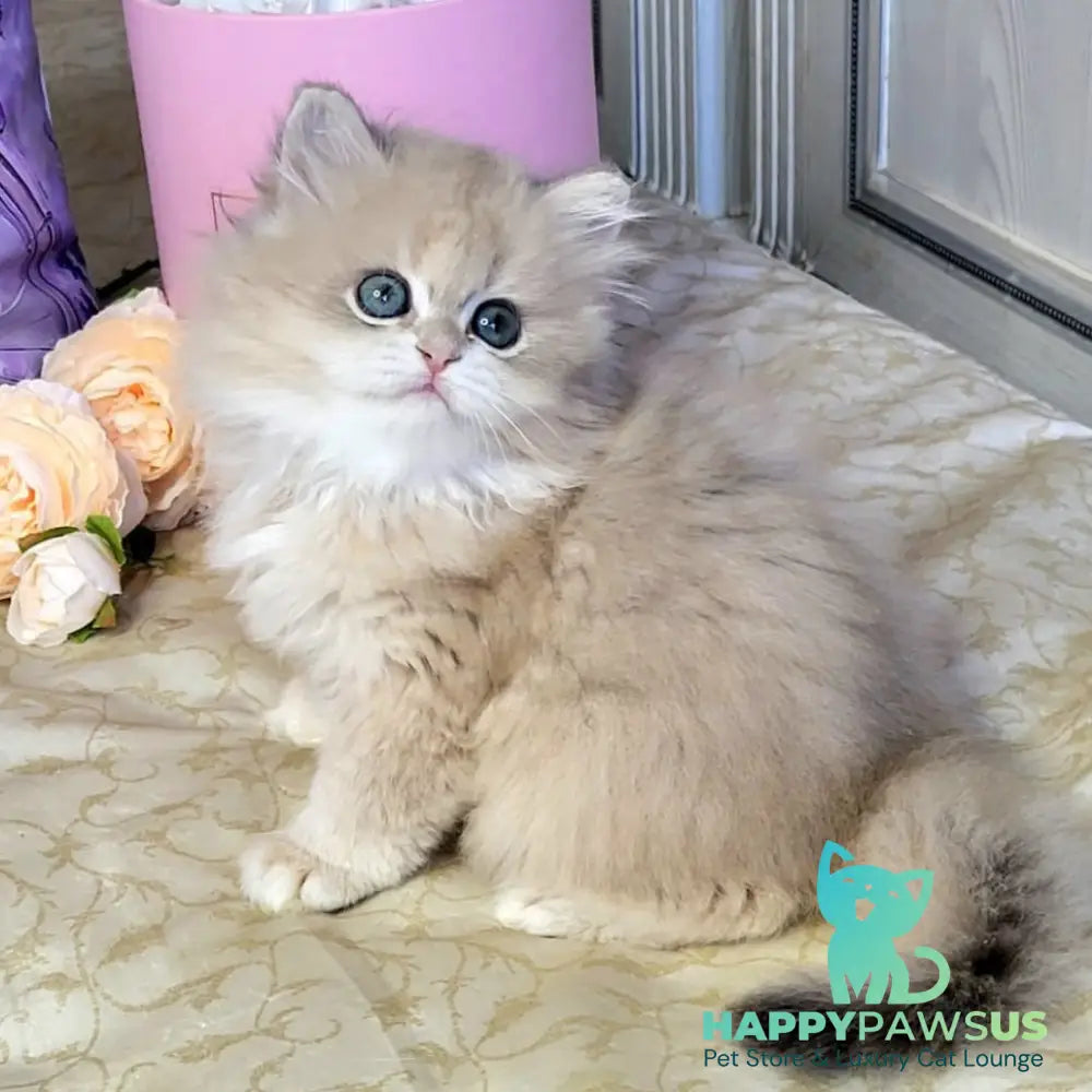 Zephyr British Longhair male blue golden chinchilla - live animals