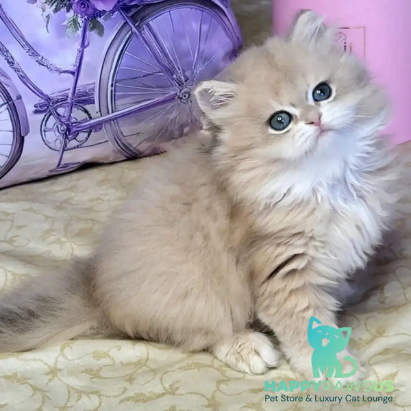 Zephyr British Longhair male blue golden chinchilla - live animals