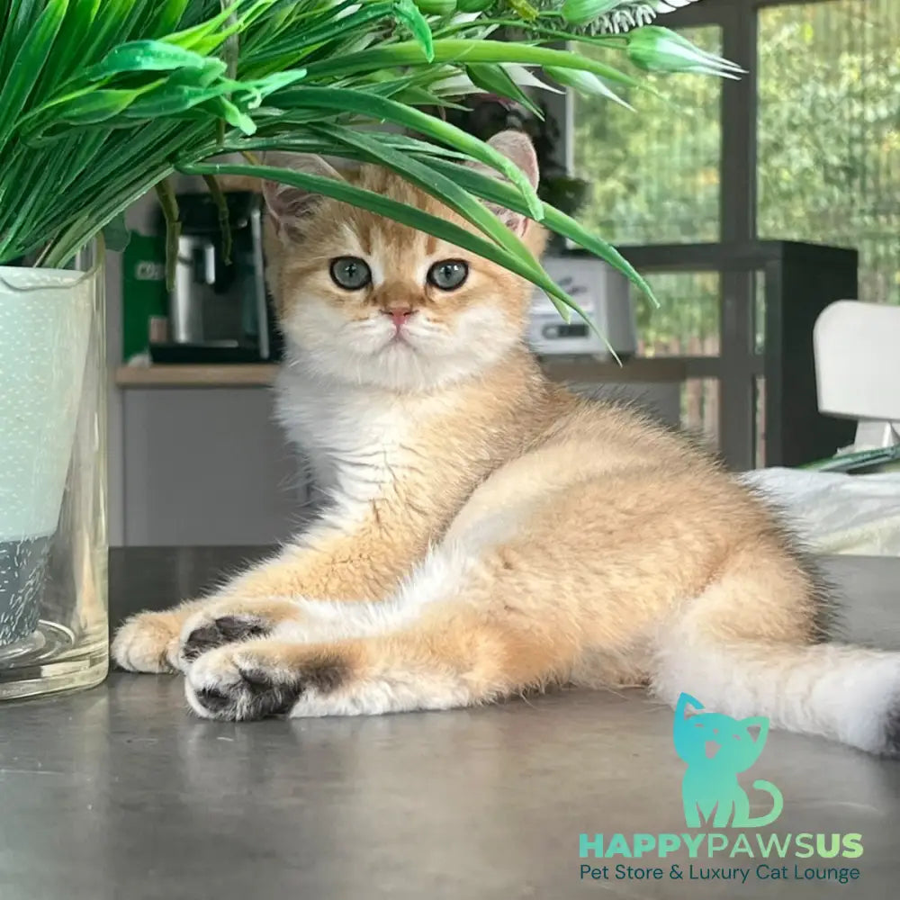 Zephyr British Longhair male black golden shaded - live animals