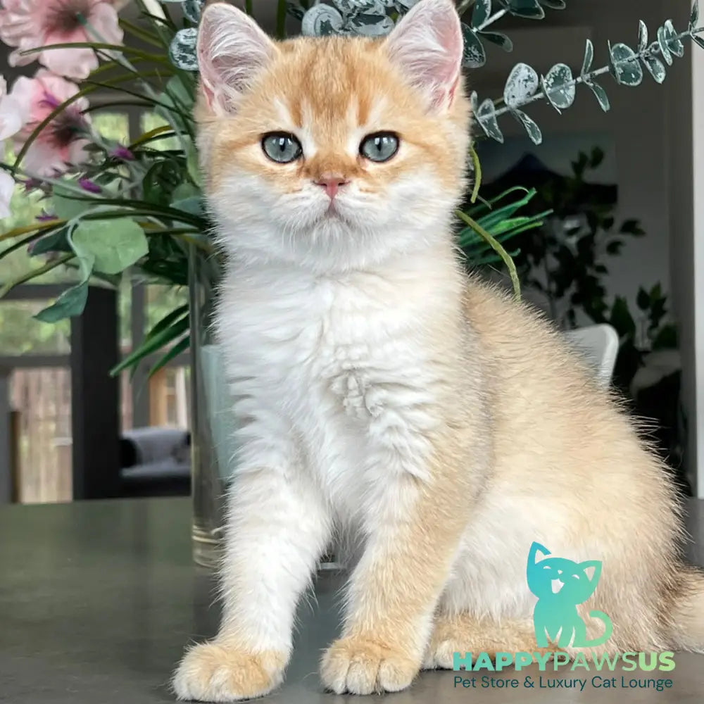 Zephyr British Longhair male black golden shaded - live animals