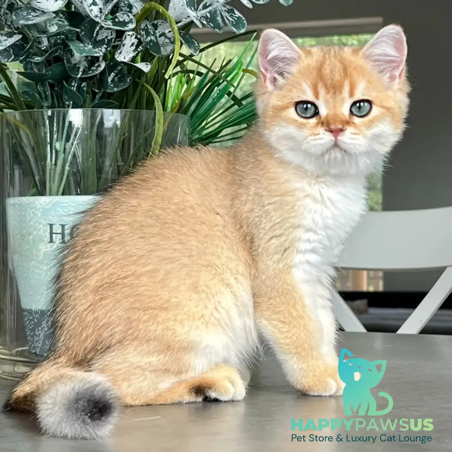 Zephyr British Longhair male black golden shaded - live animals