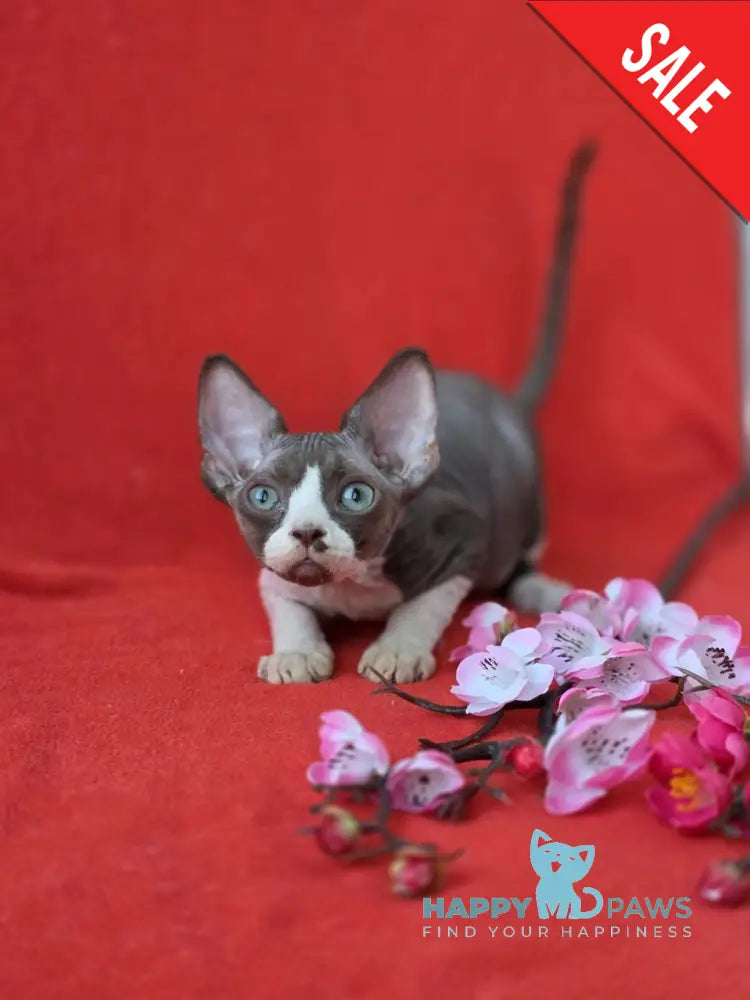 Zephyr Devon Rex male chocolate bicolour live animals