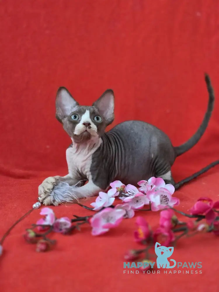 Zephyr Devon Rex male chocolate bicolour live animals