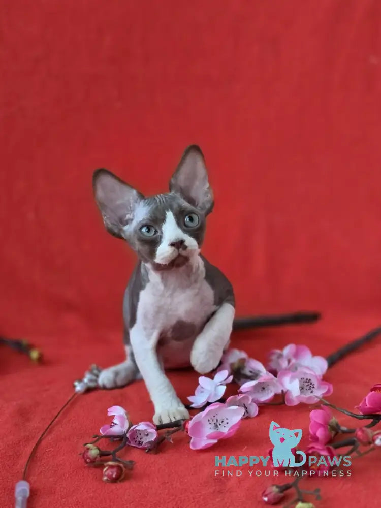 Zephyr Devon Rex male chocolate bicolour live animals