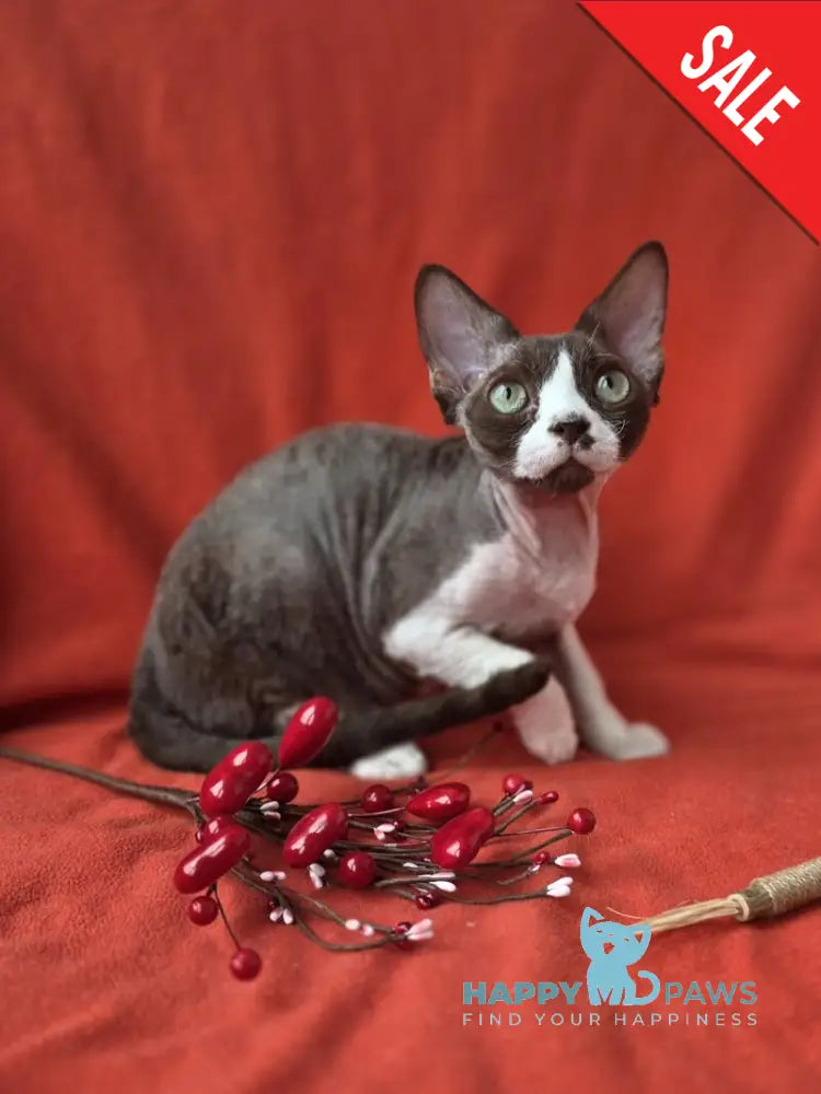 Zephyr Devon Rex male chocolate bicolour - live animals