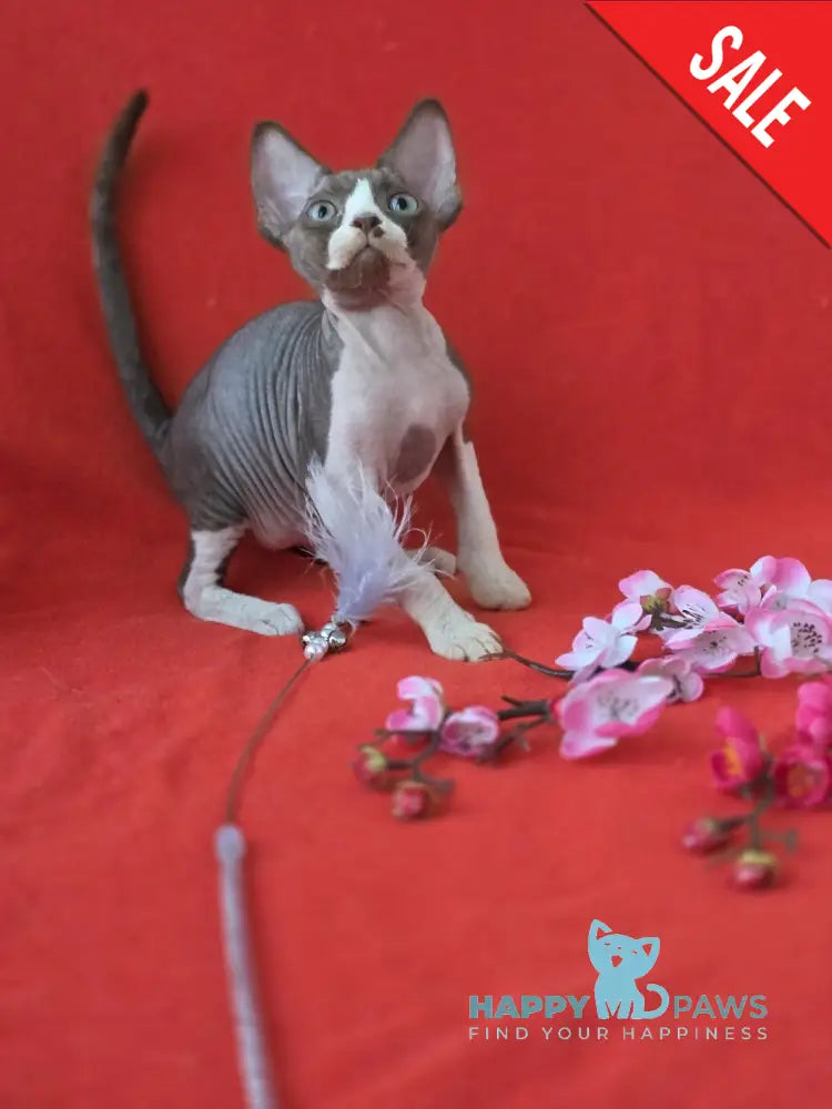 Zephyr Devon Rex male chocolate bicolour live animals