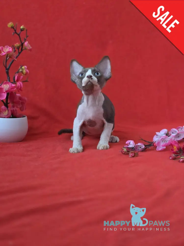Zephyr Devon Rex male chocolate bicolour live animals