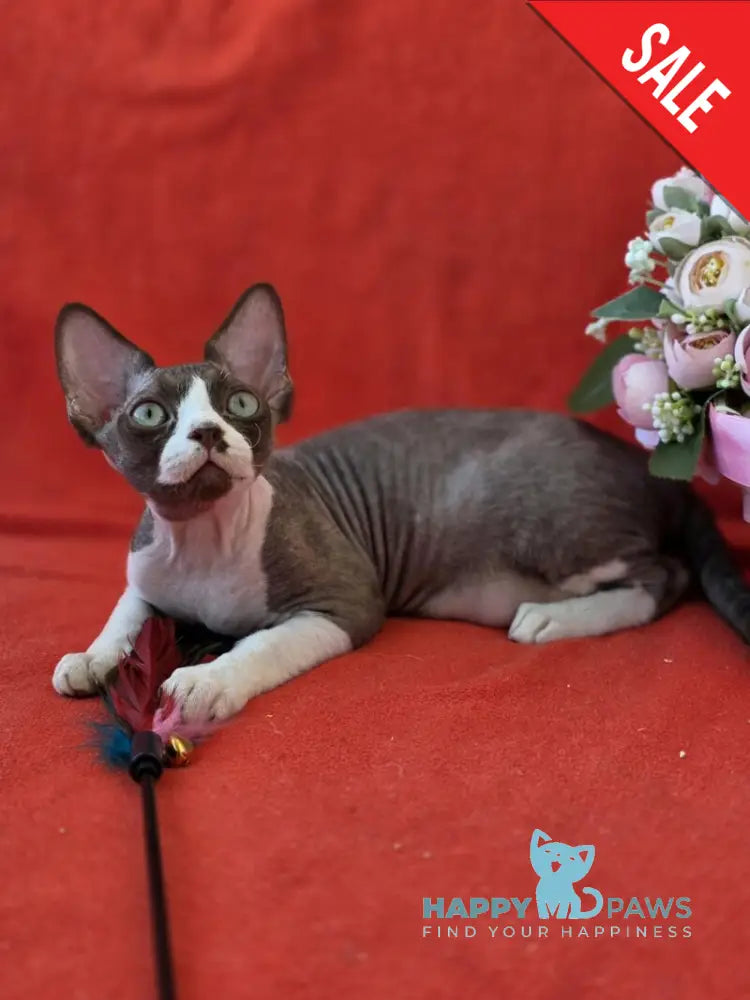 Zephyr Devon Rex male chocolate bicolour live animals