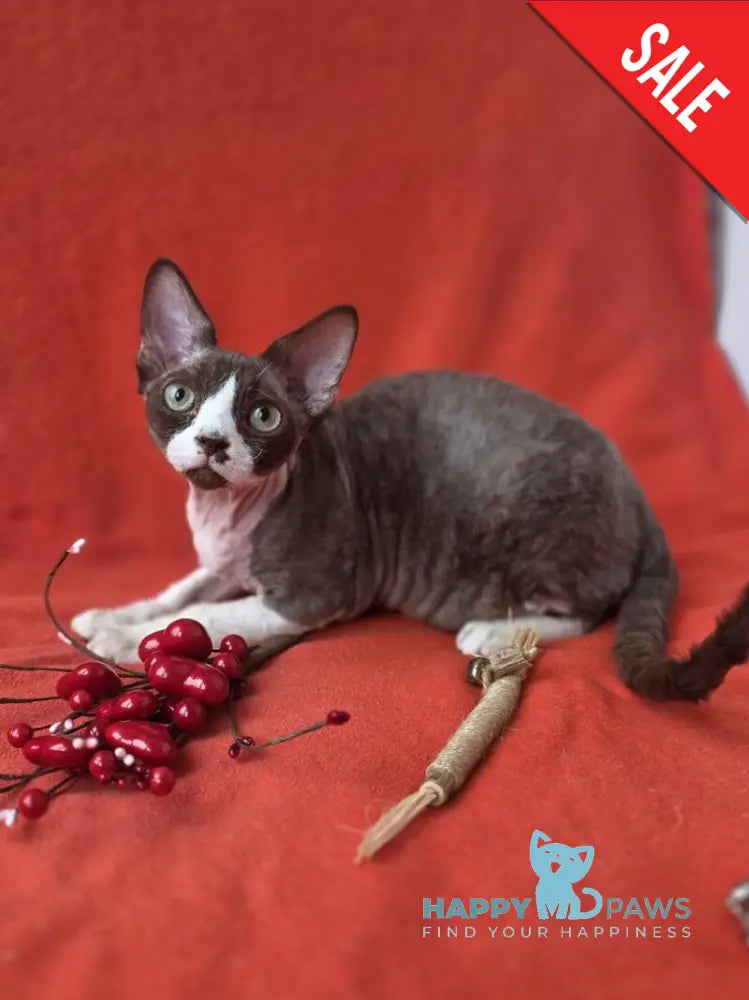 Zephyr Devon Rex male chocolate bicolour - live animals