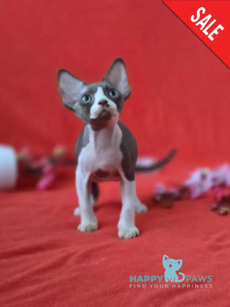 Zephyr Devon Rex male chocolate bicolour live animals