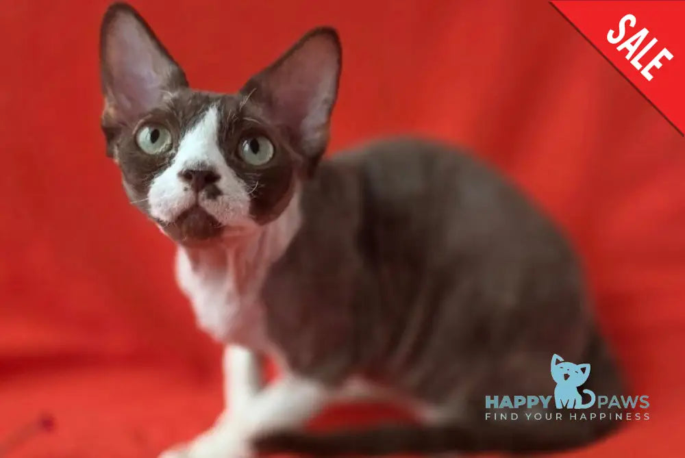 Zephyr Devon Rex male chocolate bicolour - live animals