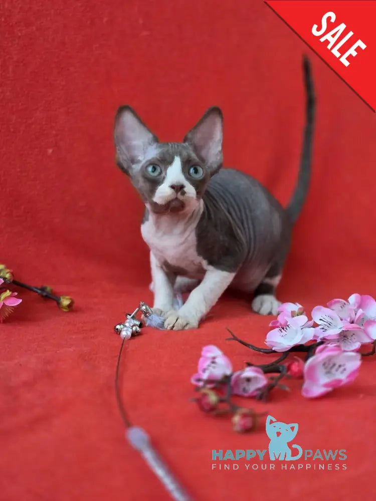 Zephyr Devon Rex male chocolate bicolour live animals