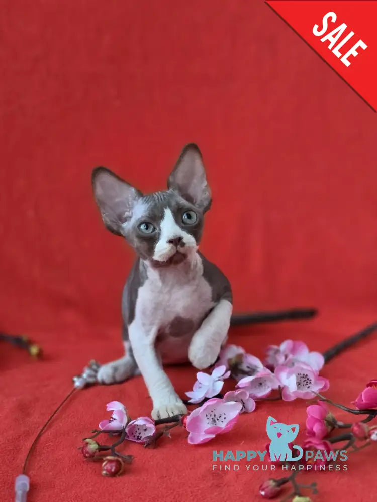 Zephyr Devon Rex male chocolate bicolour live animals