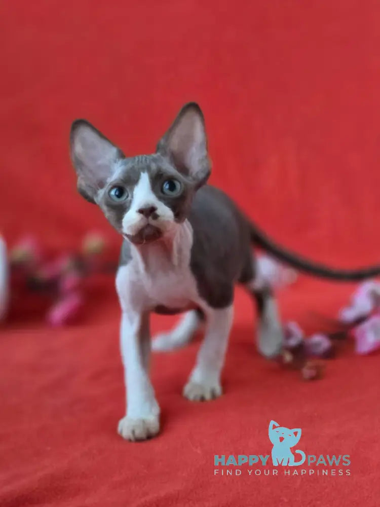 Zephyr Devon Rex male chocolate bicolour live animals