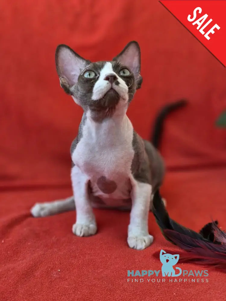 Zephyr Devon Rex male chocolate bicolour live animals