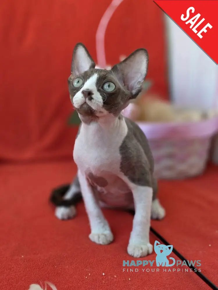 Zephyr Devon Rex male chocolate bicolour live animals