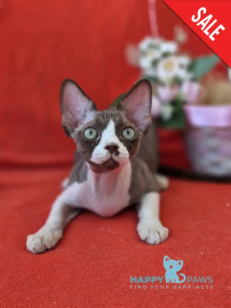 Zephyr Devon Rex male chocolate bicolour live animals