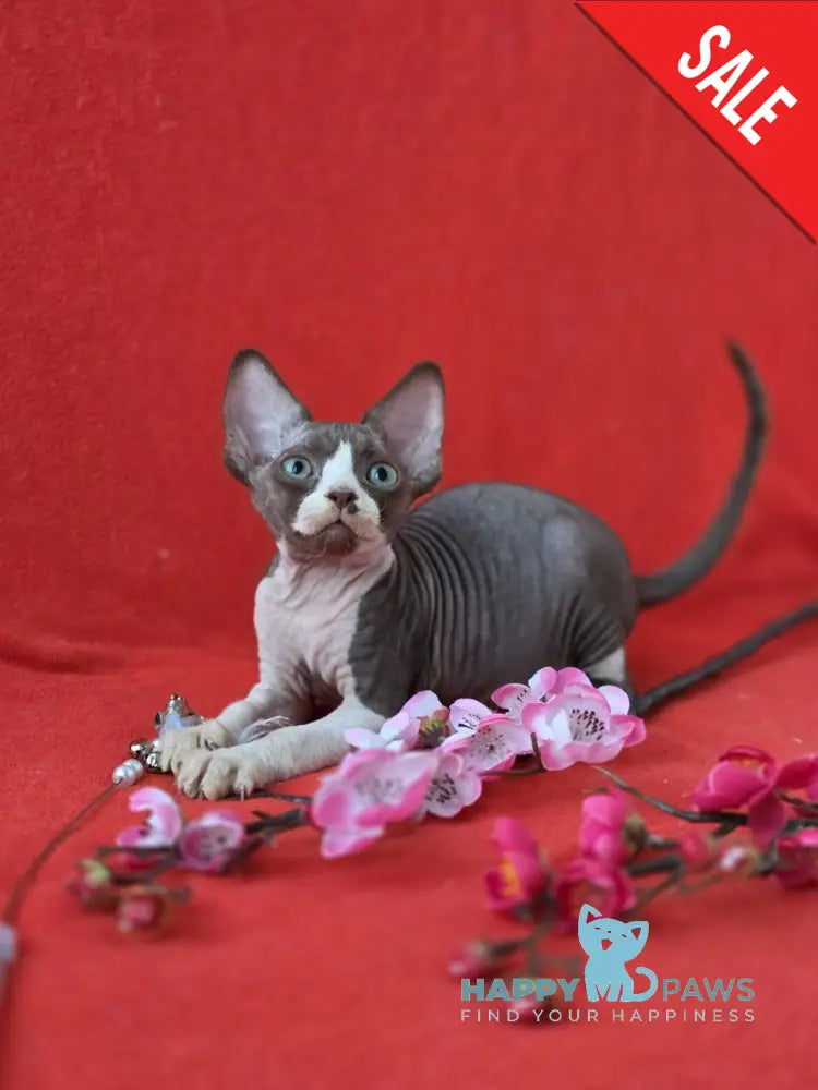 Zephyr Devon Rex male chocolate bicolour live animals