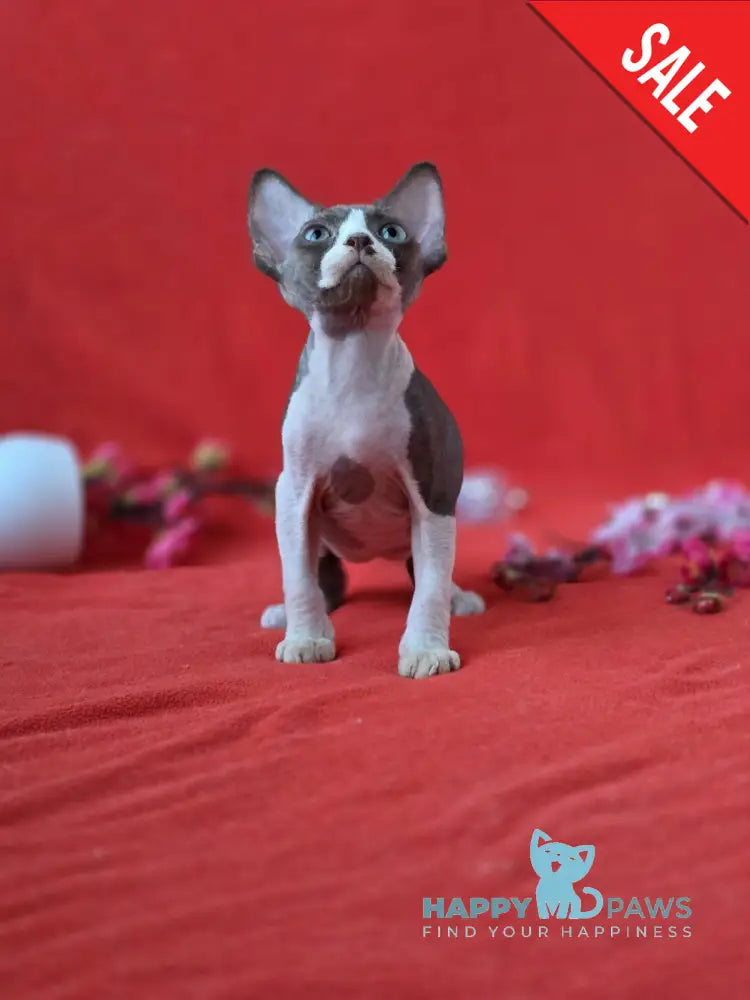 Zephyr Devon Rex male chocolate bicolour live animals