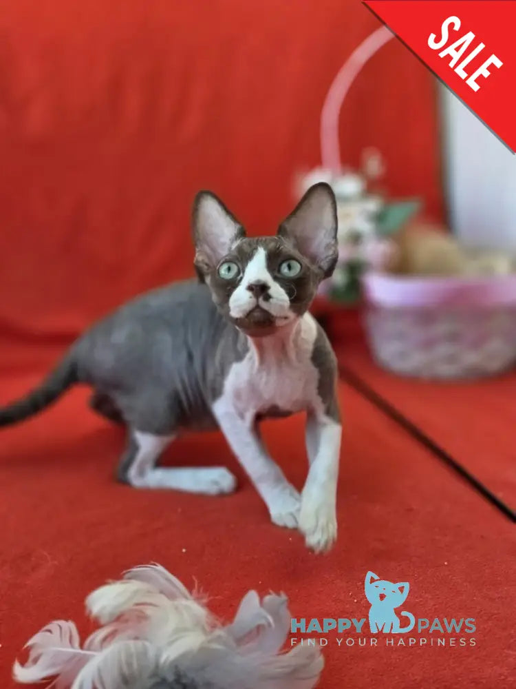 Zephyr Devon Rex male chocolate bicolour live animals