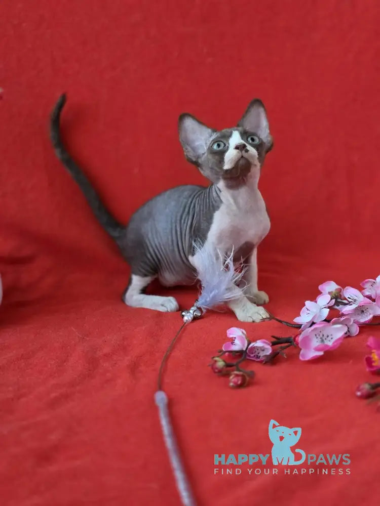 Zephyr Devon Rex male chocolate bicolour live animals