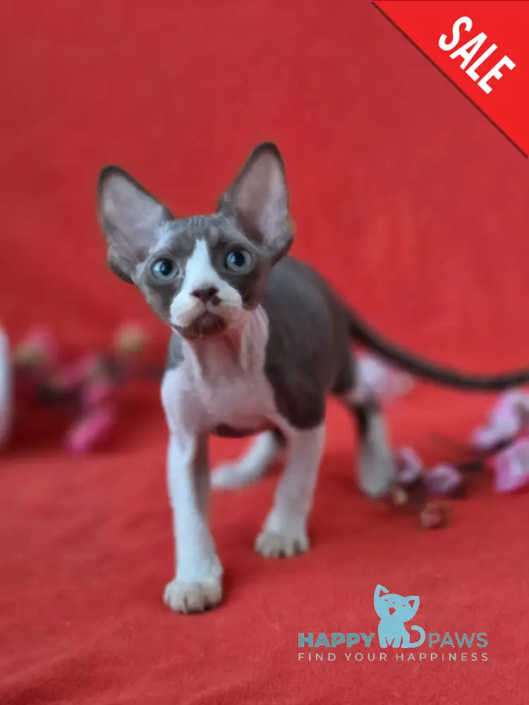 Zephyr Devon Rex male chocolate bicolour live animals