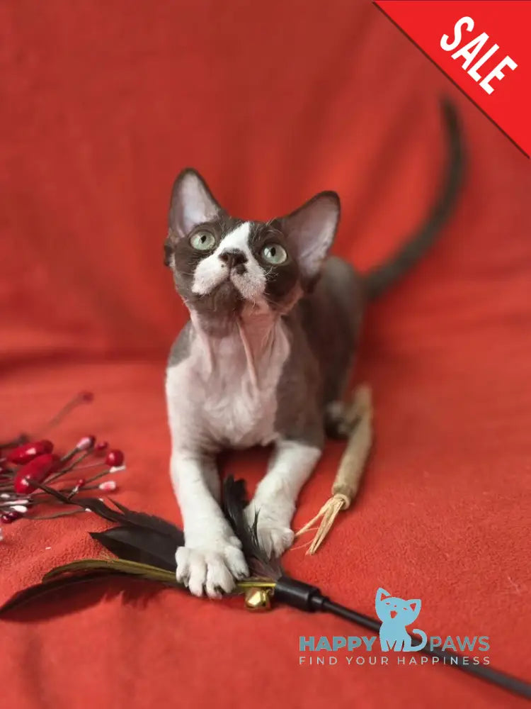 Zephyr Devon Rex male chocolate bicolour - live animals