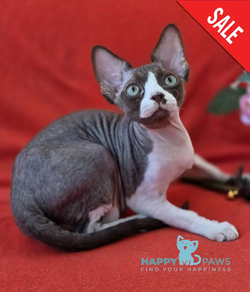 Zephyr Devon Rex male chocolate bicolour live animals