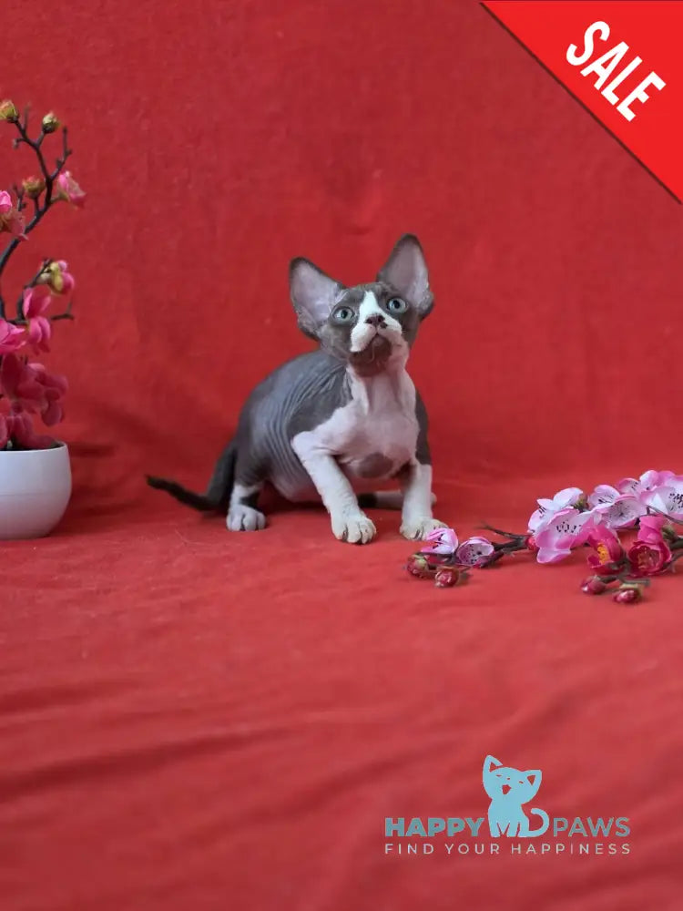 Zephyr Devon Rex male chocolate bicolour live animals