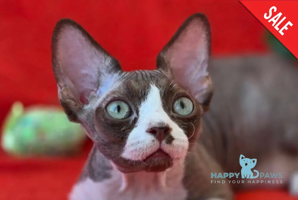 Zephyr Devon Rex male chocolate bicolour live animals