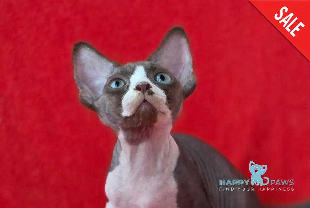 Zephyr Devon Rex male chocolate bicolour live animals